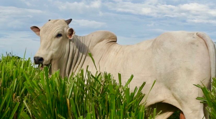Sistema de recria e confinamento