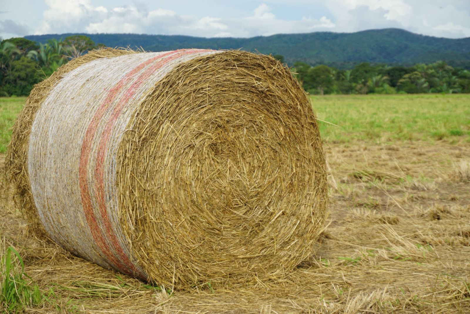 Fardos de feno no campo