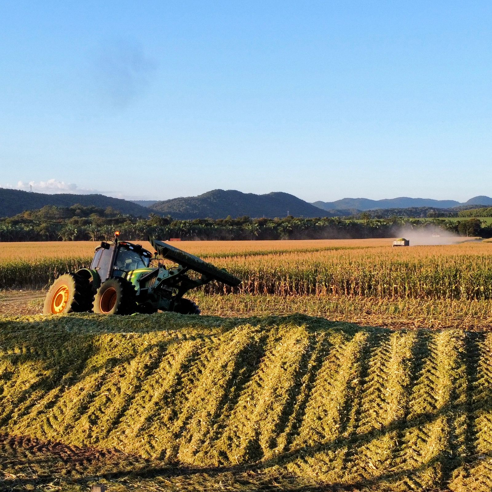 Silagem — imagem 1