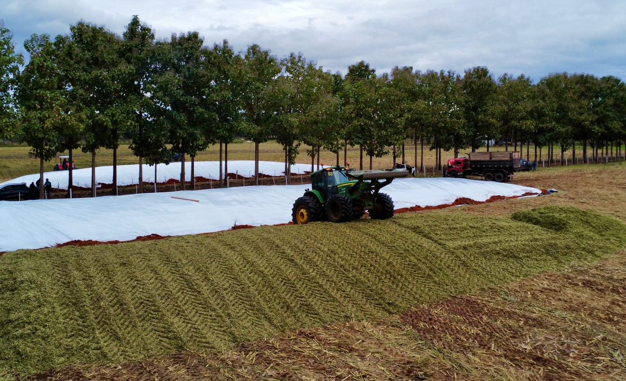 Silagem — imagem 4