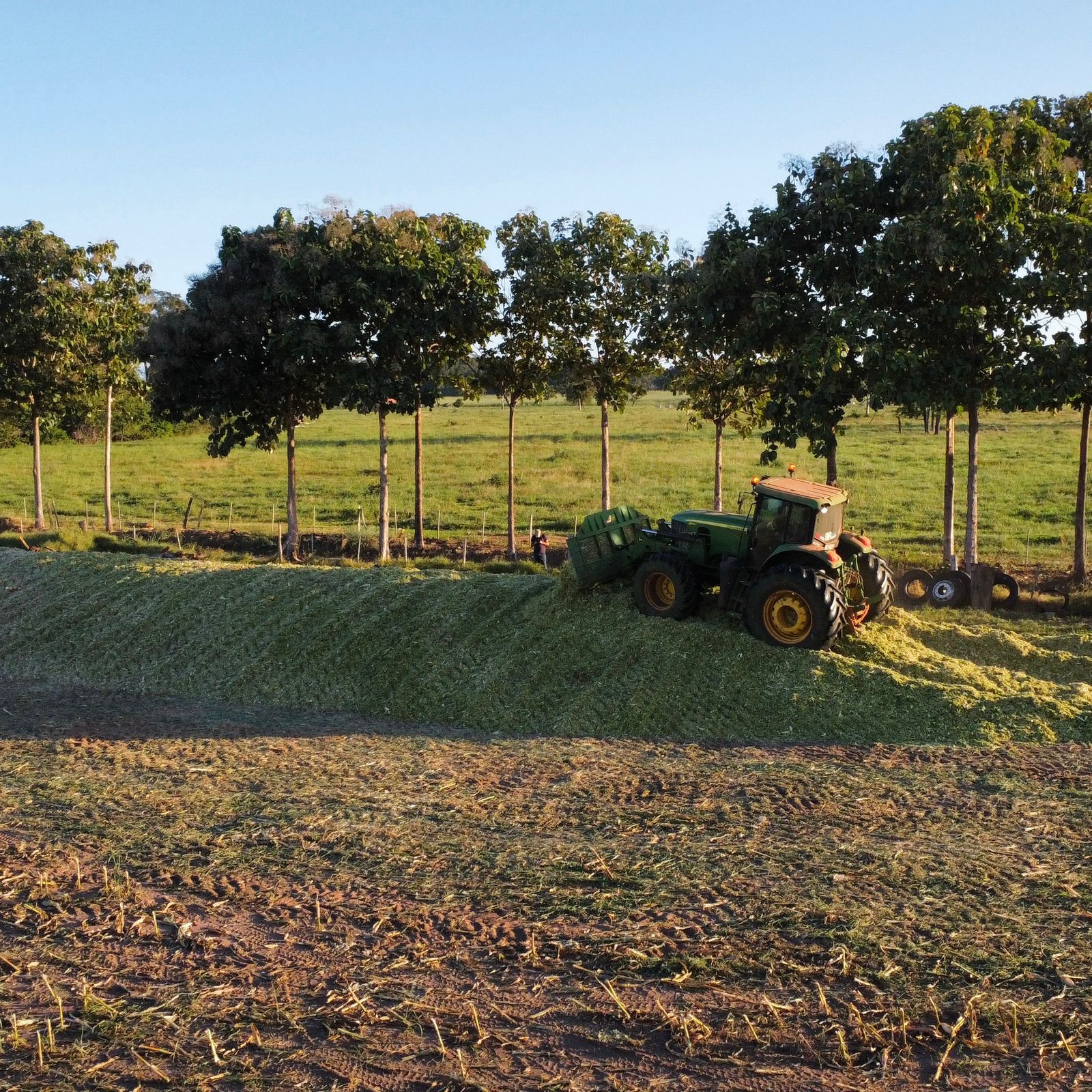 Silagem — imagem 5