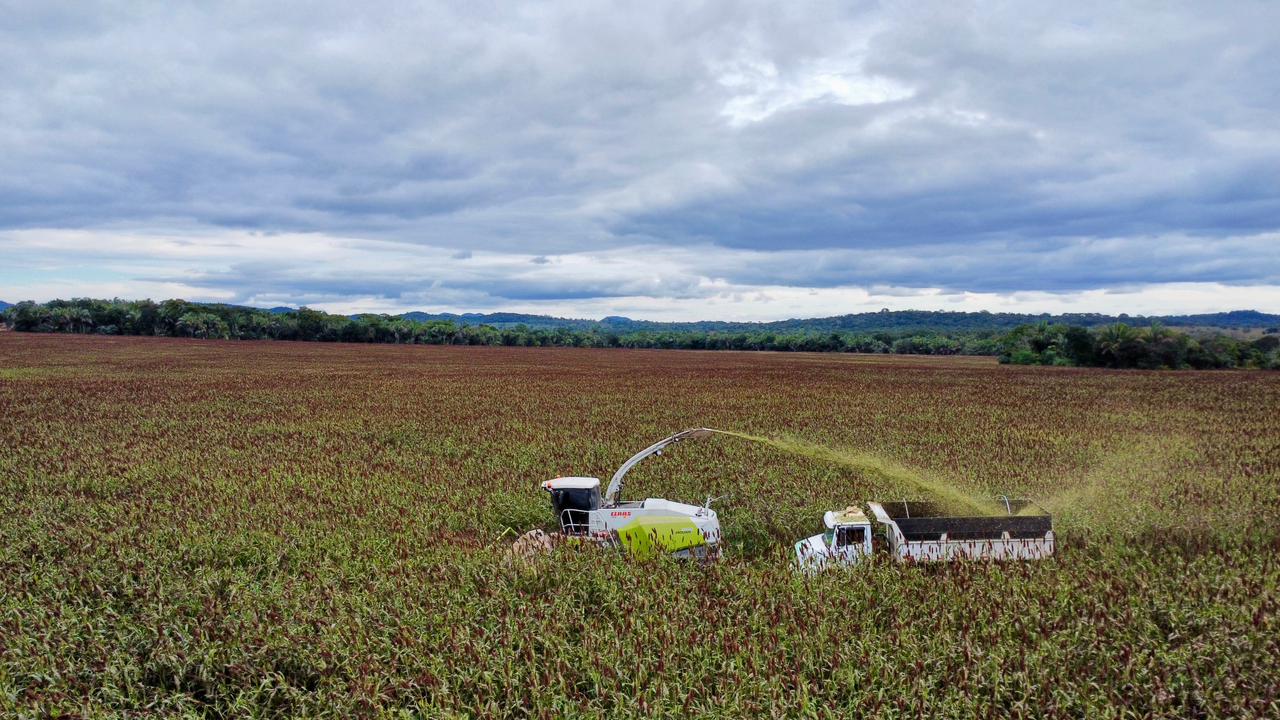 Silagem — imagem 6