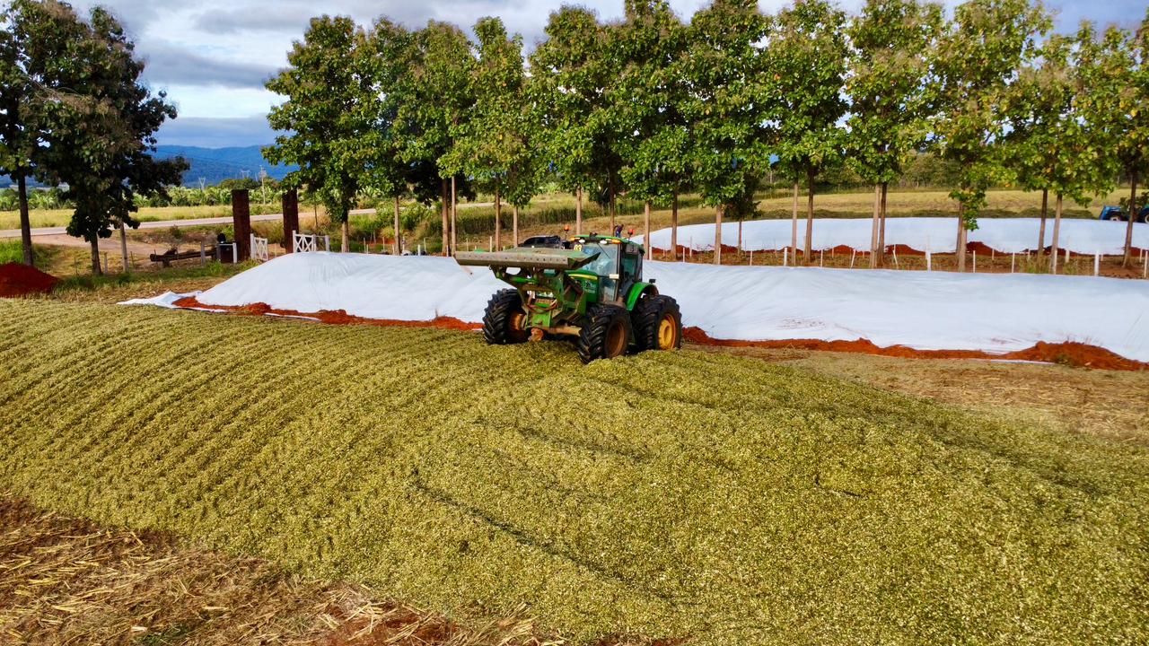 Silagem — imagem 7